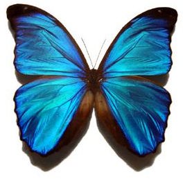 Blue morpho butterfly 300x271