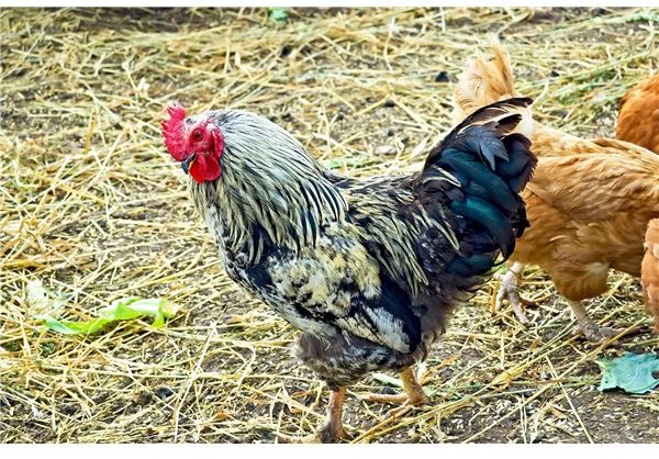 The Realities of Backyard Chickens: Educate Yourself on Your Chicken's Needs