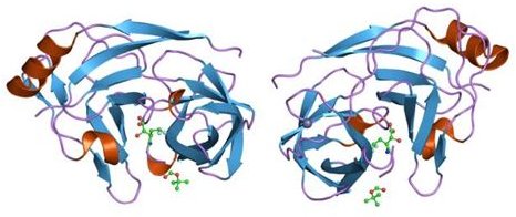 What Enzymes Do Retroviruses Contain and How Do They Contribute to the Retrovirus?