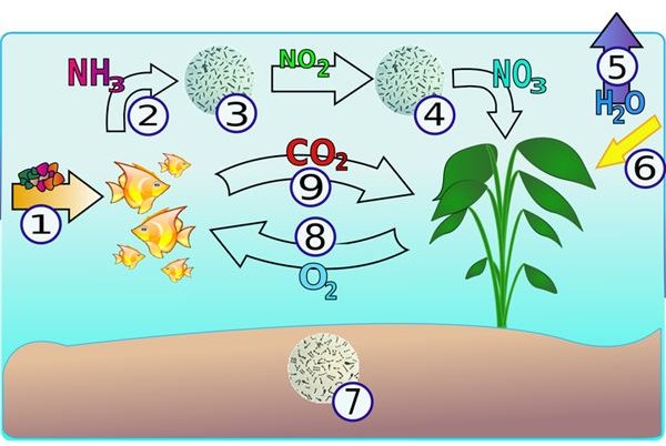 The Ecological Importance of Fish: In Focus