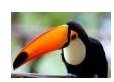lesson plan Brazil brazilian toucan sxc.hu papaleguas