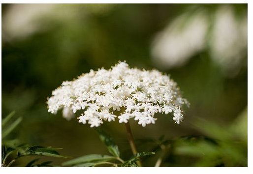 Beneficial Herbs for Hay Fever