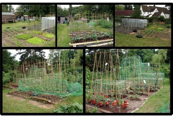 A Home Vegetable Garden Plan for  a No-Cost  Organic Garden