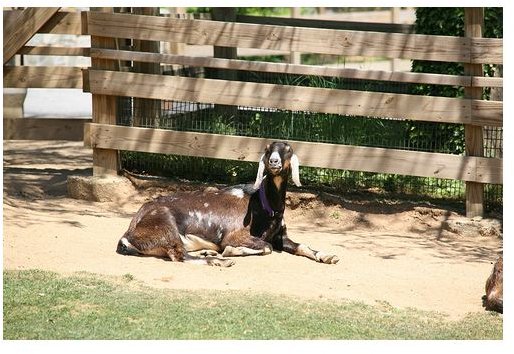 How To Raise Grass-fed Goats For Profit