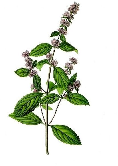 Can I Drink Peppermint Herbal Tea When Pregnant?