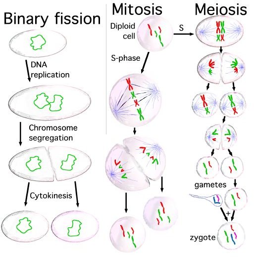 What is the Difference Between Mitosis and Meiosis?