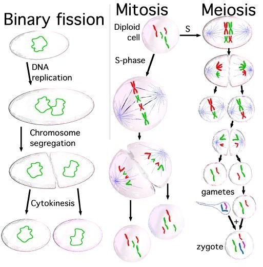 mitosis vs meiosis explained