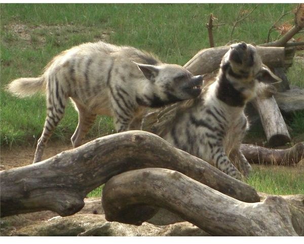 778px-Striped hyenas fighting