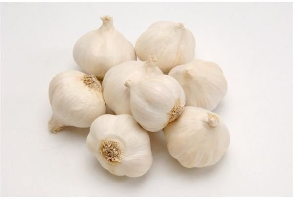 Garlic Repels Ticks Instantly!