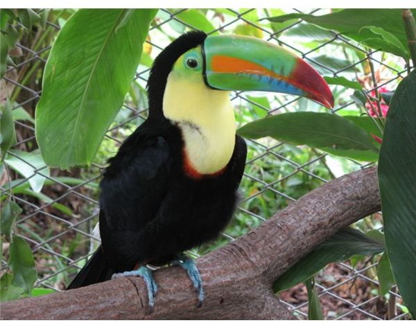 Keel-billed toucan.
