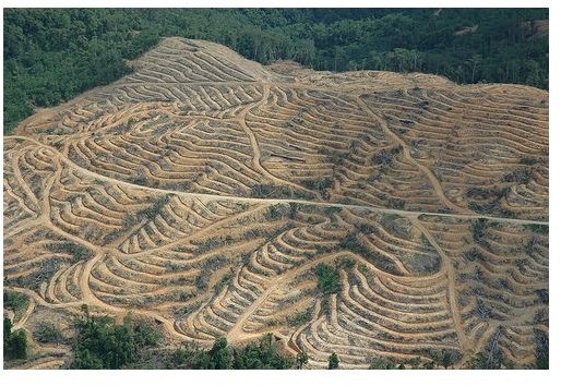 Palm Oil Industry: the Malaysia - Netherlands Connection