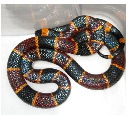 Coral Snake Facts: Learn about the Coral Snake's Behavior, Diet, & More