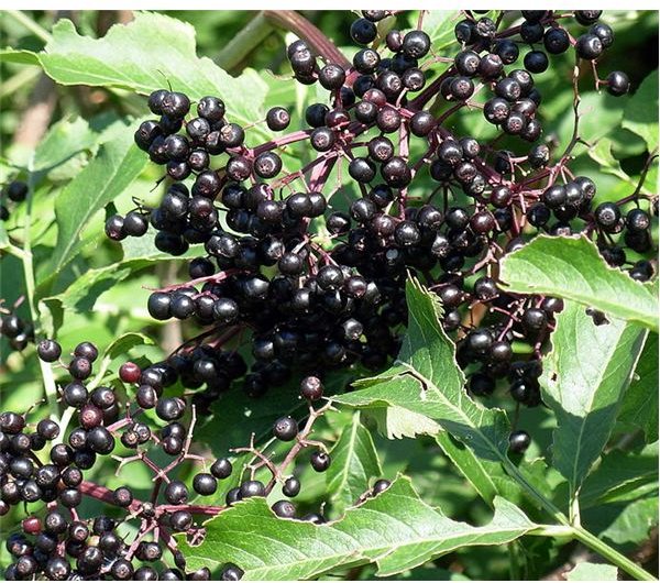 Elderberry Wine Health Benefits to Boost Immune System