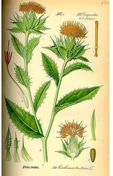 Seed Safflower Facts Nutrition Oil