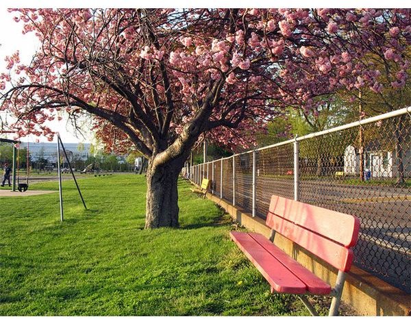 park bench2