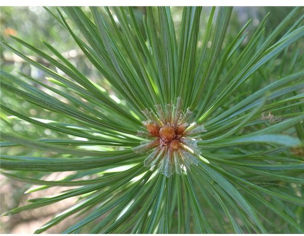 Pine Essential Oil: Facts, Properties and Uses