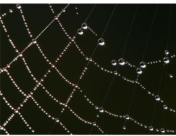 798px-Spider web Luc Viatour