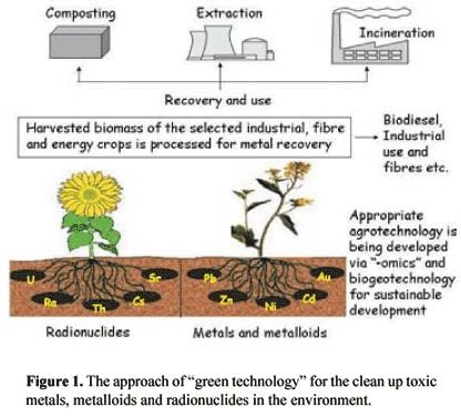 Manganese Phytoremediation for Treatment of Contaminated Soil
