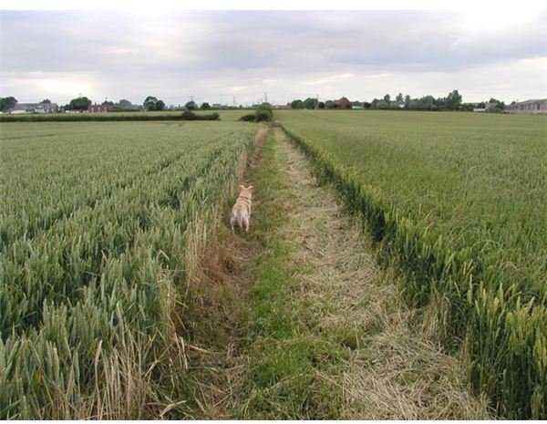 agricultural land