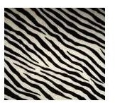 zebra-print-tan