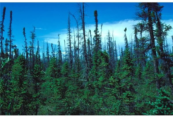 What are Some Abiotic Factors in the Boreal Forest?