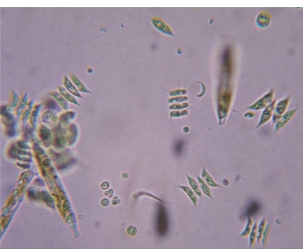 Autotrophic bacteria, plants and algae!