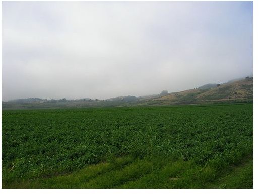 hemp field