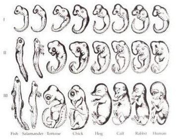 Ontogeny Recapitulates Phylogeny: Ernst Haeckel's Theory