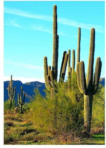 Sonoran Desert, Where TriVita&rsquo;s Nopalea Originated From