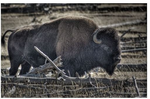 Learn the Health Benefits of Bison Meat