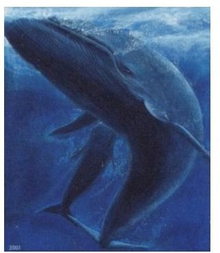 Blue Whale Information: Find Interesting Facts on this Fascinating Whale