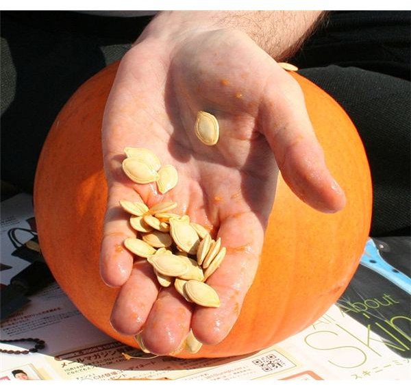 Pumpkin Seeds