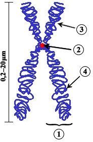 Human Genetic Disorder Risk Factors