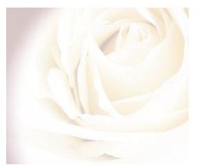 rose-backgrounds-faded-white-rose