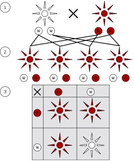 Gregor Mendel's Law of Segregation in Classical Genetics