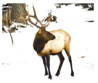 Basic Elk Facts: Behavior, Migration and More