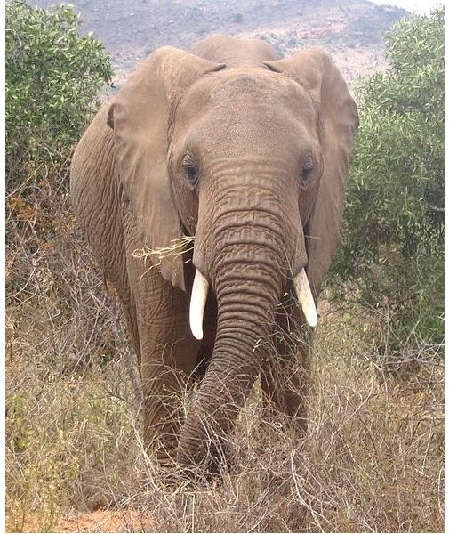 African Elephant Facts: Diet, Habitat, Behavior and More