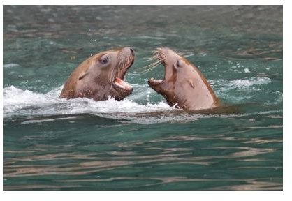 Sea Lions Argue Free Digital Photos