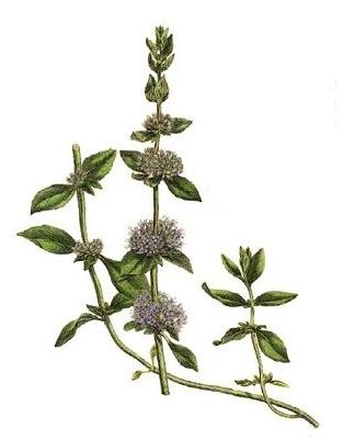 Pennyroyal Tea: Learn the Benefits of Pennyroyal Tea
