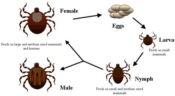 Life cycle of ticks family ixodidae.