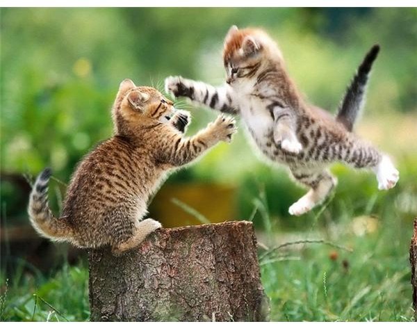 cat-fight-2