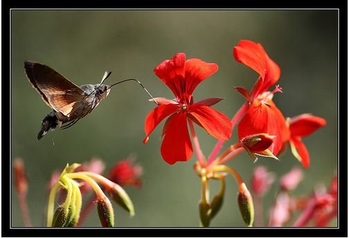 Humming bird