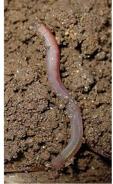 Earthworm: Facts, Life, and Contribution to the Environment