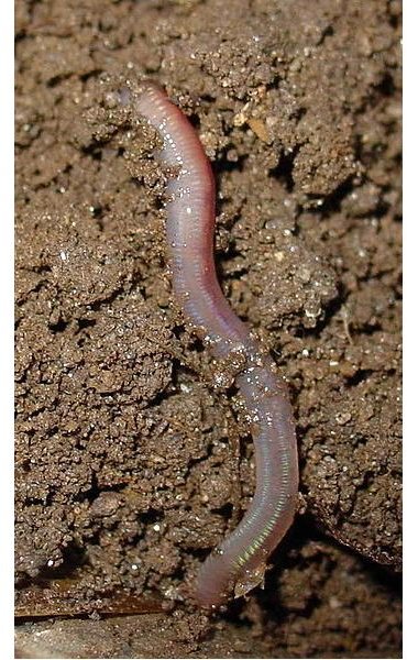 Earthworm Facts Life And Contribution To The Environment - 