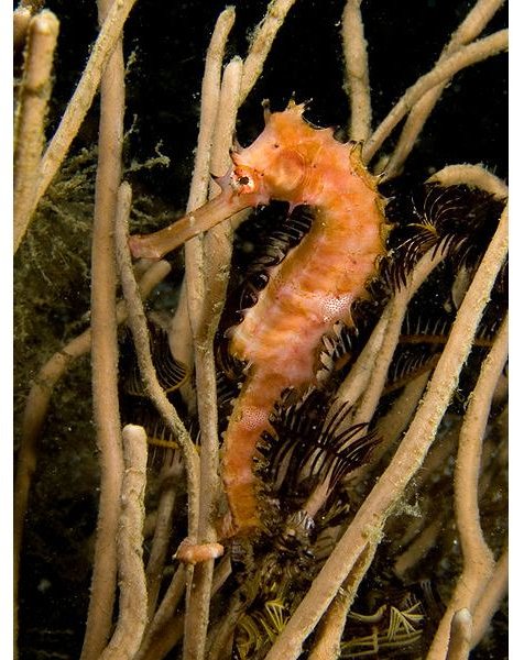 All About the Life Cycle of a Seahorse and Other Interesting Facts