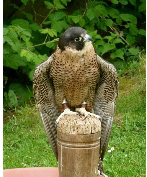 Peregrine Falcon