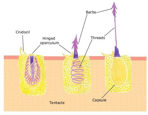 Nematocyst discharge