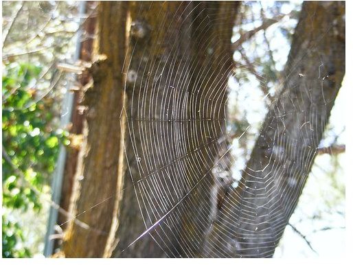 Orb Weaver Spiders: The Housekeepers of the Insect World