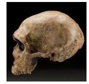 Who Were the Neanderthals? Information on Prehistoric Human Relatives