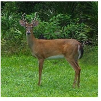 White Tailed Deer Facts: Learn About White-Tail Deer Habitat, Diet, Behavior & More